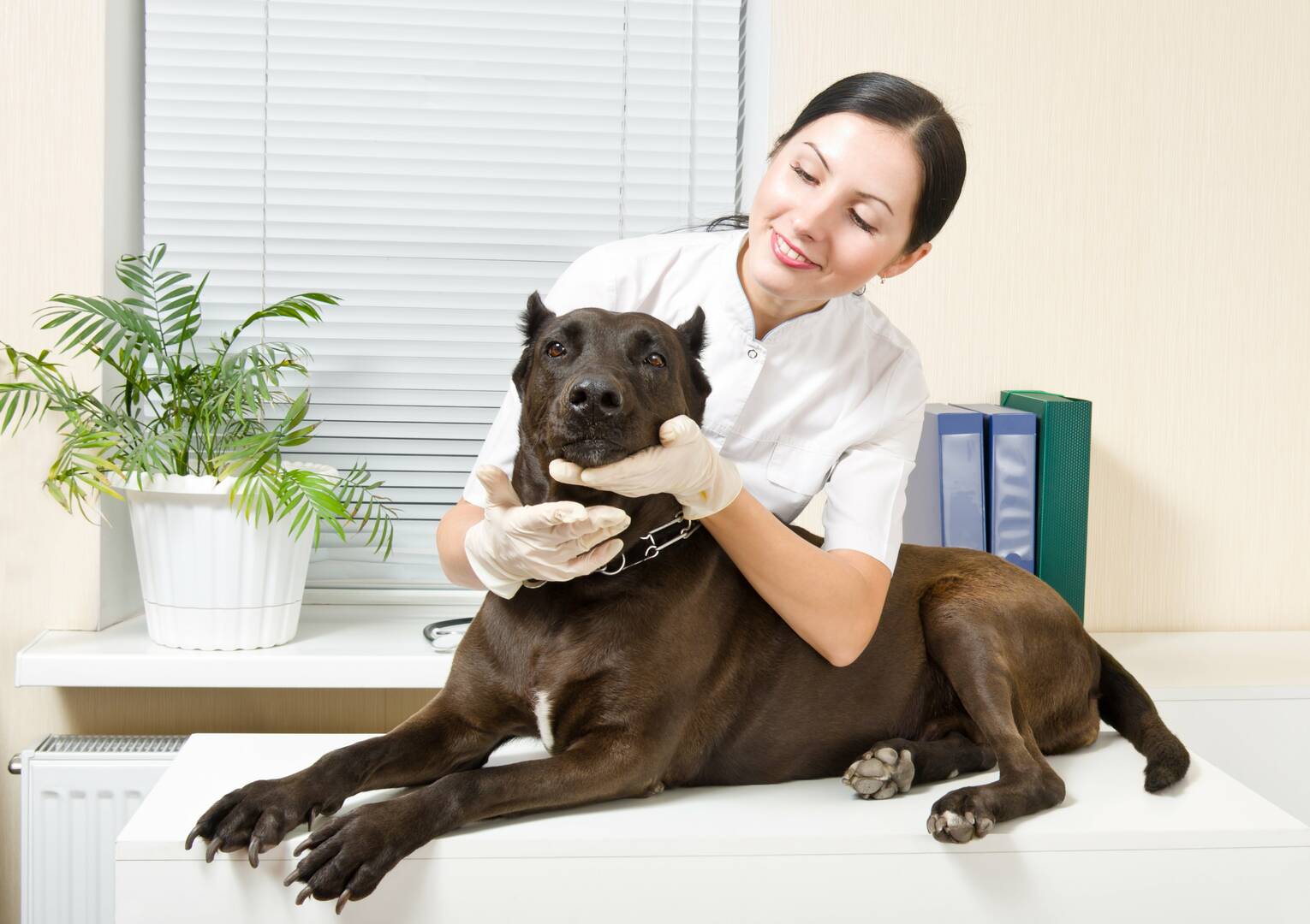 1st Pet Veterinary Centers