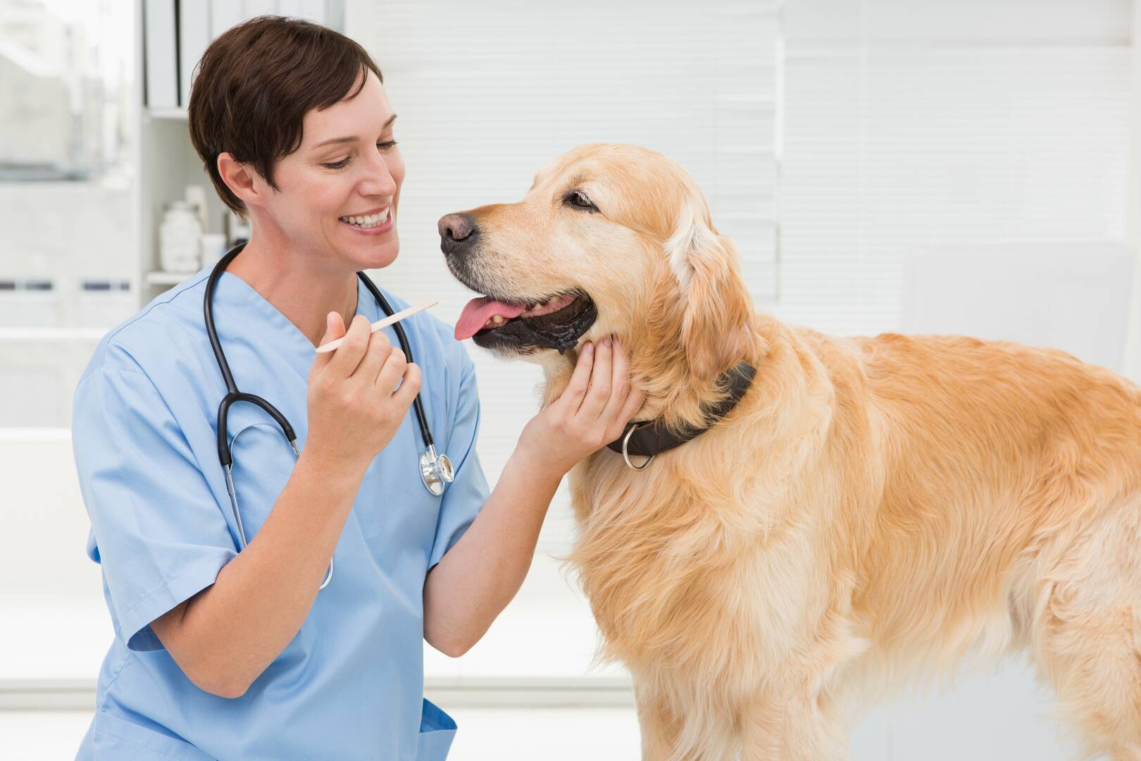 Melton Veterinary Clinic logo