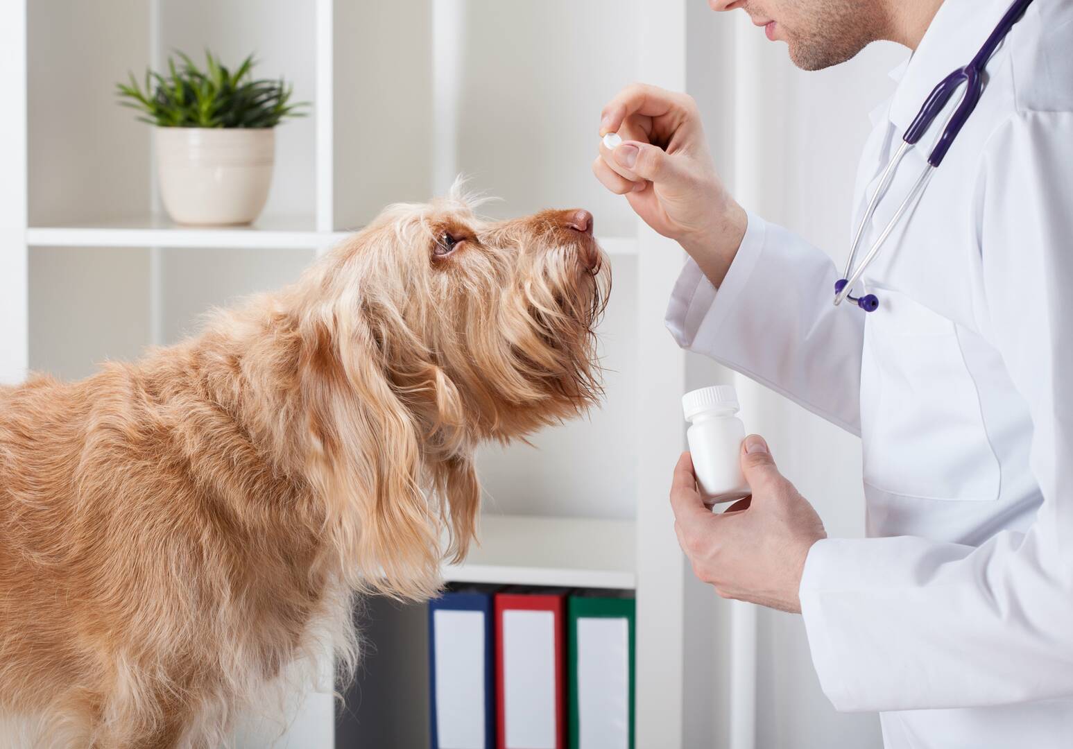 Murrells Inlet Veterinary Hospital